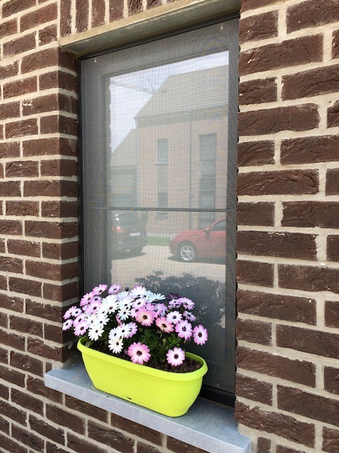 window
